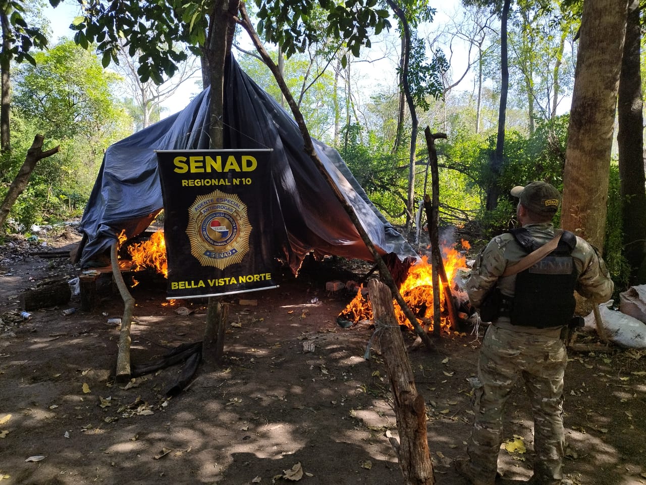 SENAD saca de circulación 15 toneladas de marihuana en zona rural de Amambay