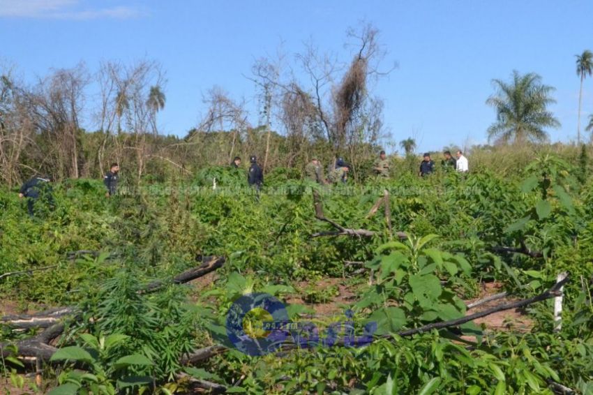 Hallan varias hectáreas de marihuana en San Pedro