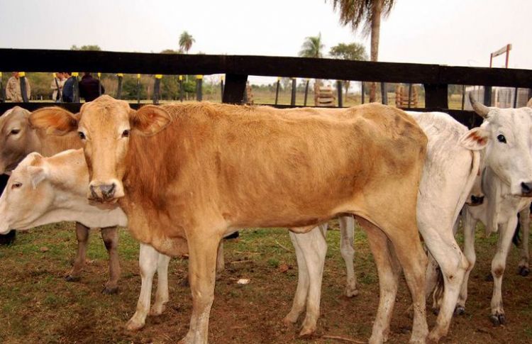  Empresarios de frigoríficos rechazan con contundencia creación de un instituto