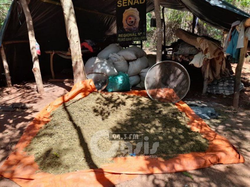 Senad destruye más de 13 toneladas de marihuana en Capitán Bado