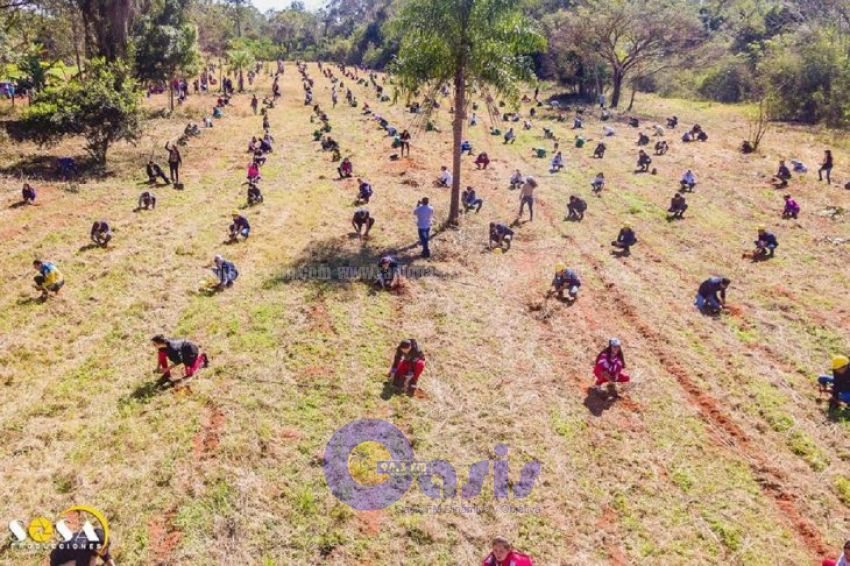 En Choré plantaron más de 10.000 arbolitos nativos como campaña ambiental