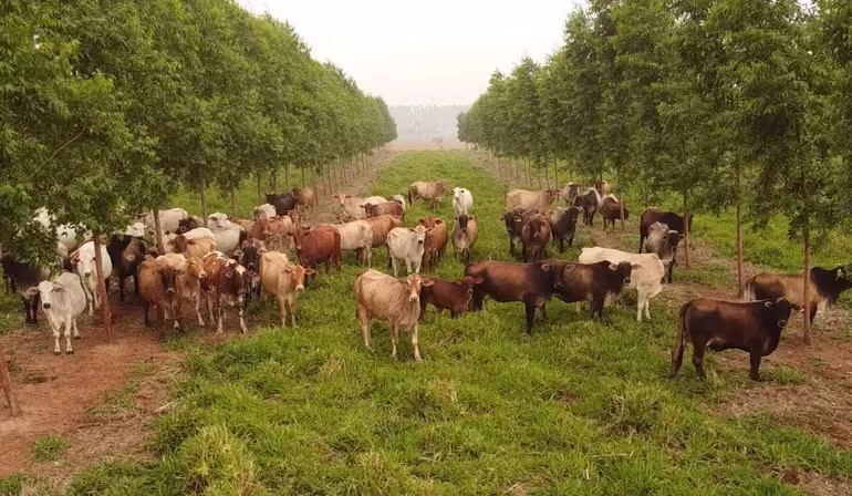 La ARP ya asume el posible bloqueo de la exportación de carne a la UE
