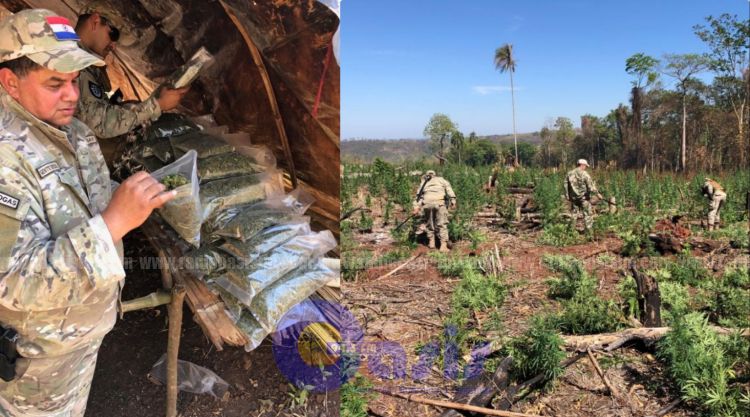 Senad destruyó  22 campamentos marihuana en zona de Capitán Bado