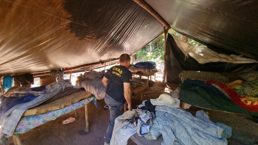 Bella Vista: Senad destruye varias hectáreas de cultivos de marihuana