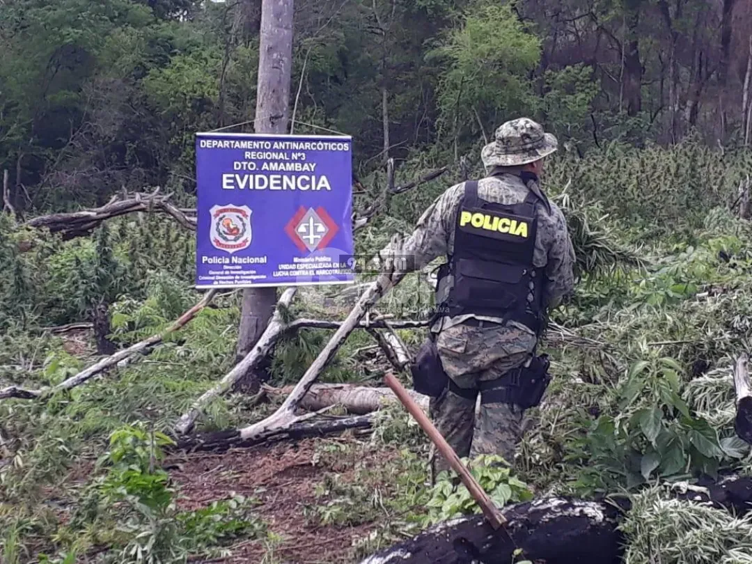 Destruyen alrededor de 800 kg de marihuana tras allanamiento de inmueble en la Colonia Estrella
