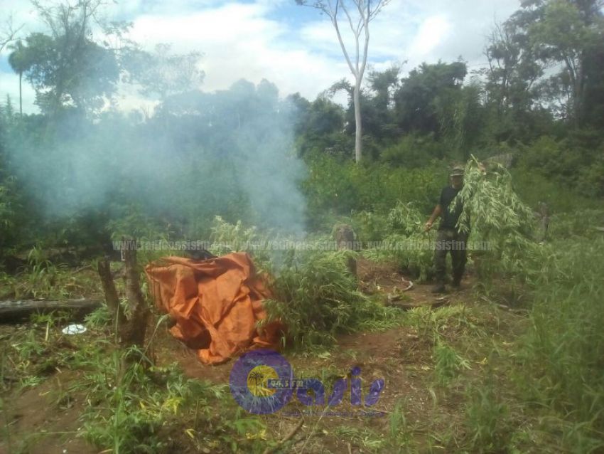Eliminan cultivos de marihuana en Yby Yaú