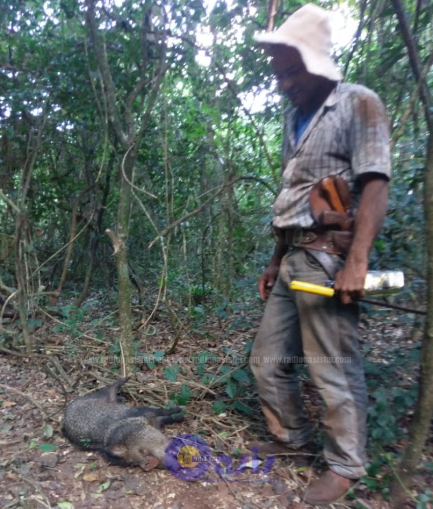 Denuncian caza de animales Silvestre en Chacurru