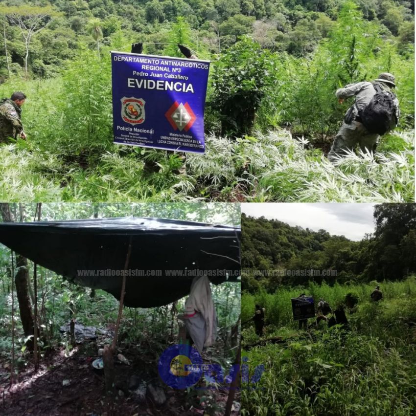 Antinarcoticos de la Policía Nacional destruye plantaciones de marihuana en Zanja Pyta