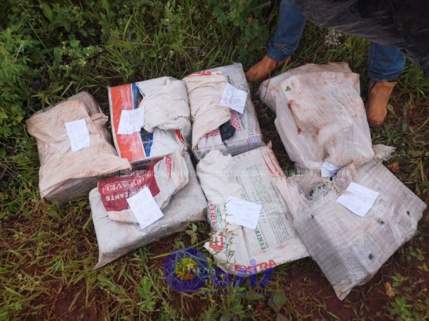 Agricultor encuentra más de 100 kilos de marihuana en su chacra