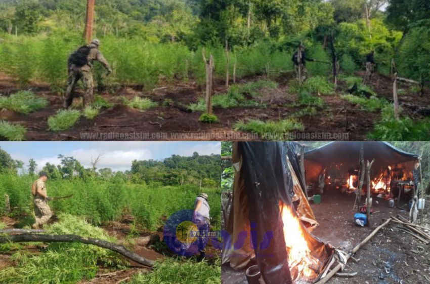 467 toneladas de marihuana fueron destruidos  en Amambay