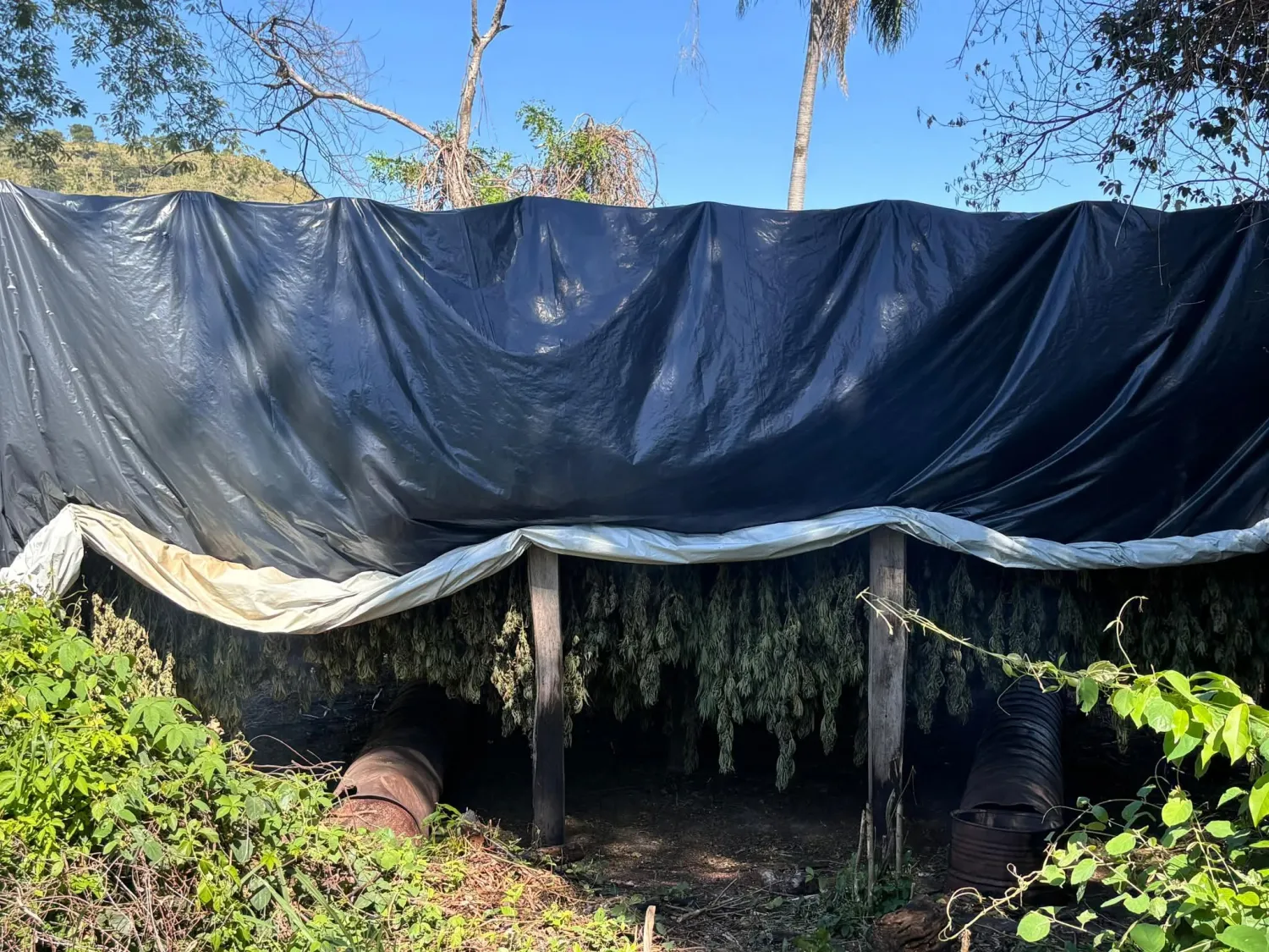 Operativo SUMAR: destruyen 10 hectáreas de marihuana tipo skunk en Capitán Bado