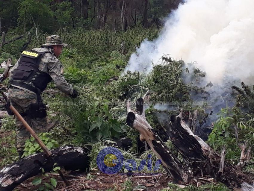 Destruyen más de ocho hectáreas de marihuana en Amambay