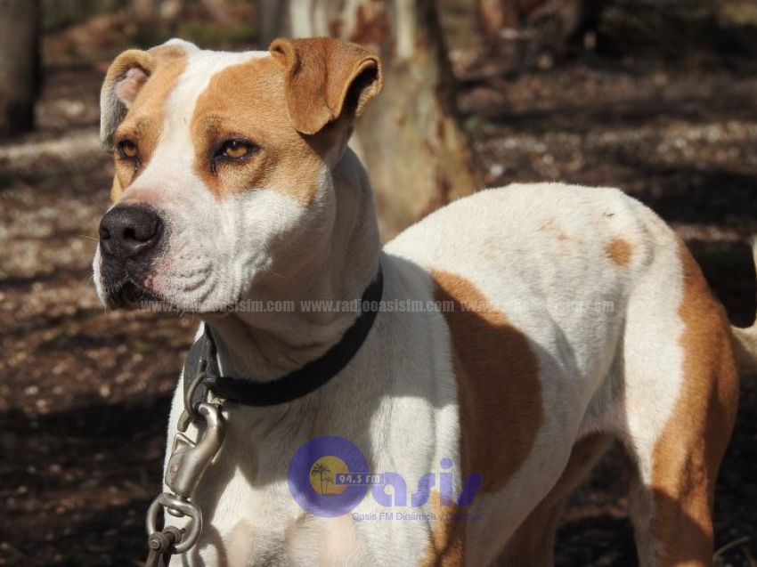 Muere niña de 1 año atacada por un pitbull