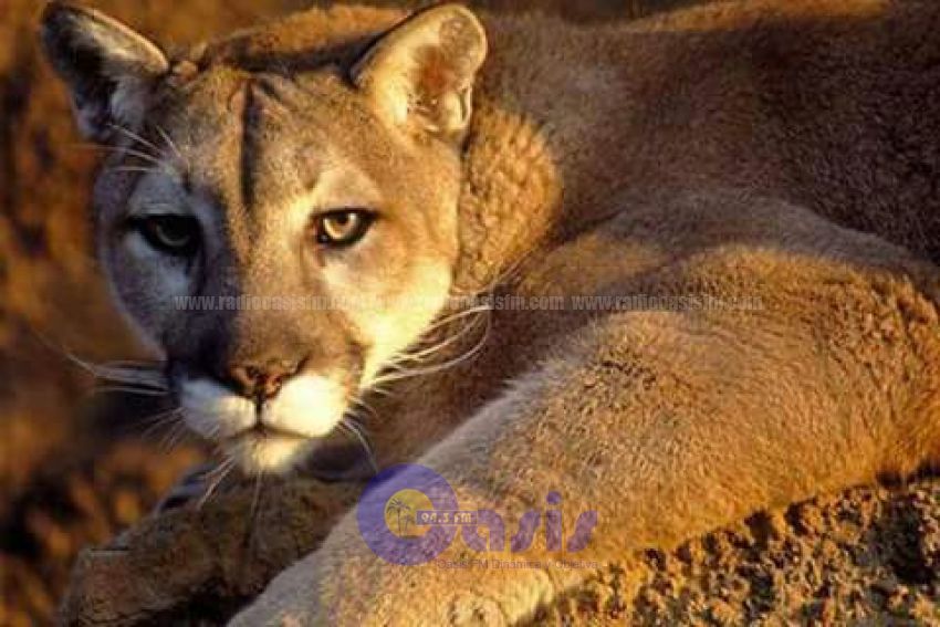 Confirman presencia de pumas en Itapúa