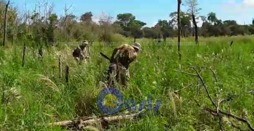 Senad destruye plantación de marihuana en zona de Capitán Bado