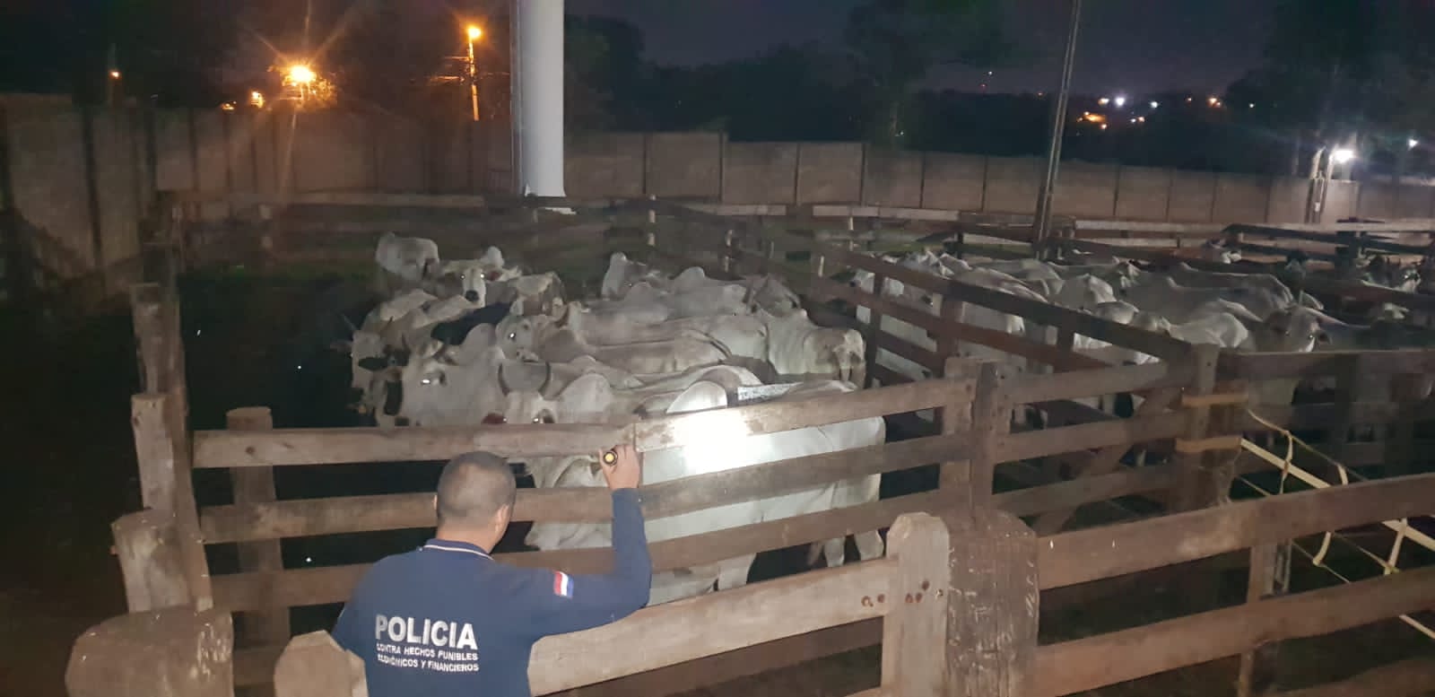 Intervienen Matadero Municipal de Pedro Juan ante sospecha de ingreso de vacunos de Brasil