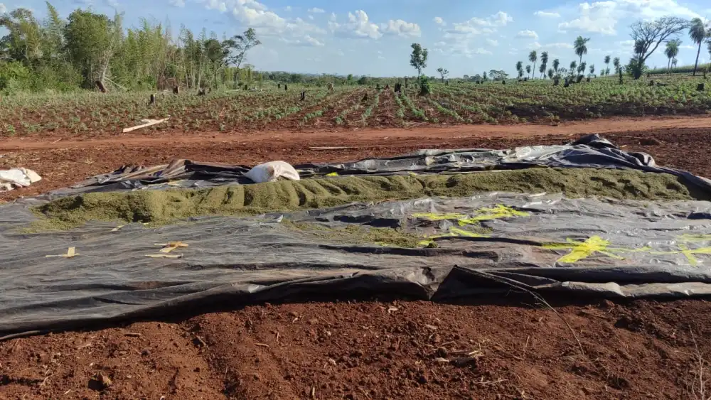 Senad halla evidencias de plantación de marihuana en comunidad indígena