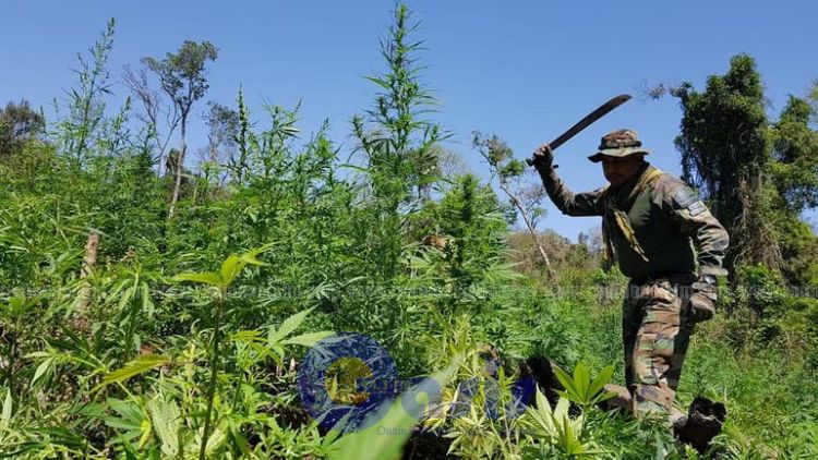 Destruyen campamentos narcos y cultivos de marihuana en el San Rafael