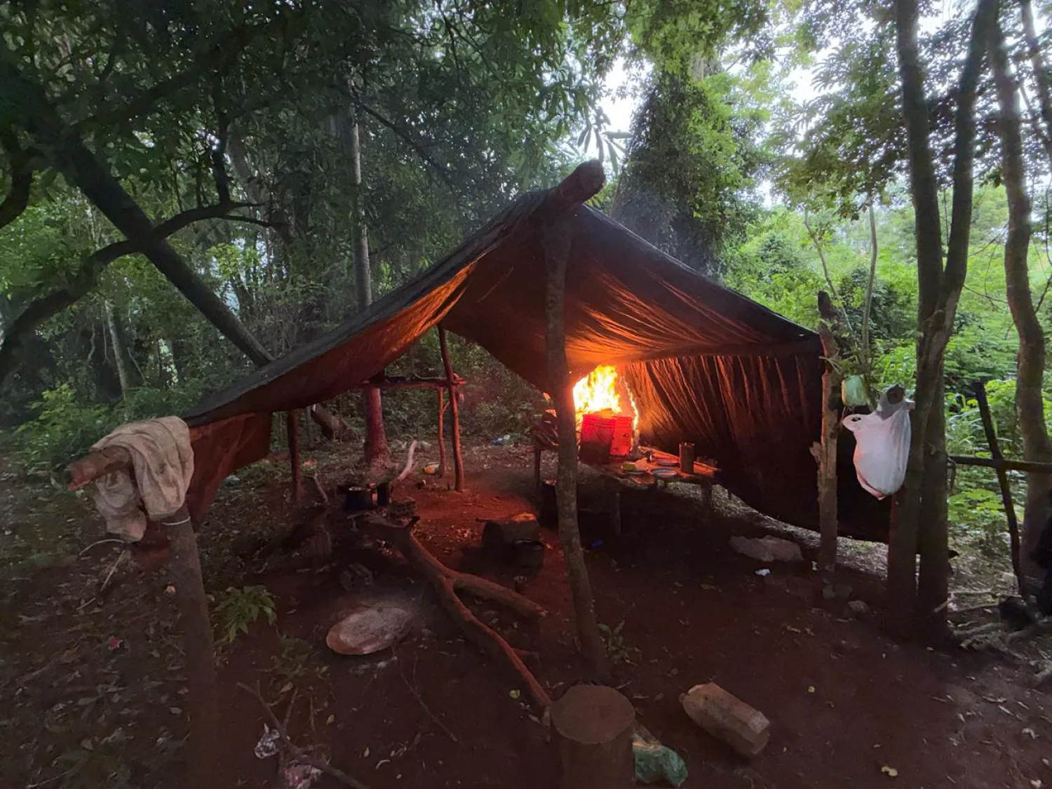 Capitán Bado: destruyen plantaciones y más de 1.600 kilos de supuesta marihuana en operativo antidrogas