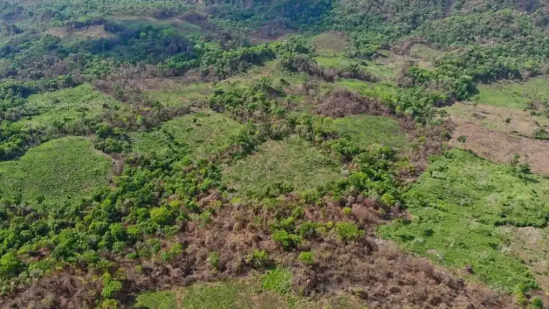 Importante deforestación y marihuana es detectada en Lorito Picada, zona del Parque Nacional Cerro Corá