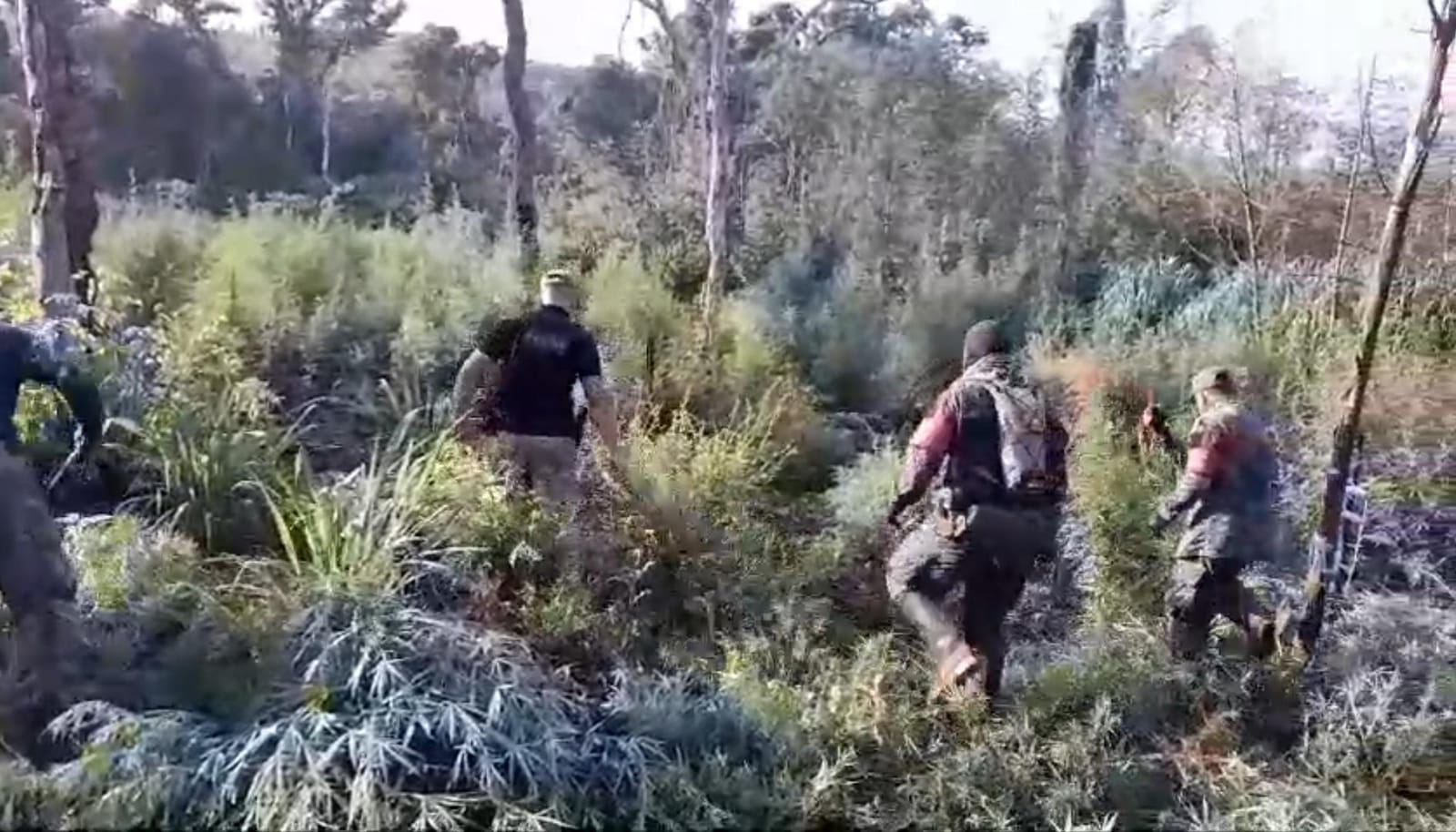 Operación CUT-segundan fase 2024: despliegue de fuerzas en Amambay eliminaron 90 toneladas de marihuana