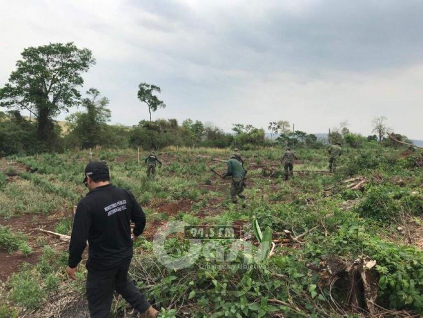 Destruyen plantaciones de marihuana en zona de Capitán Bado
