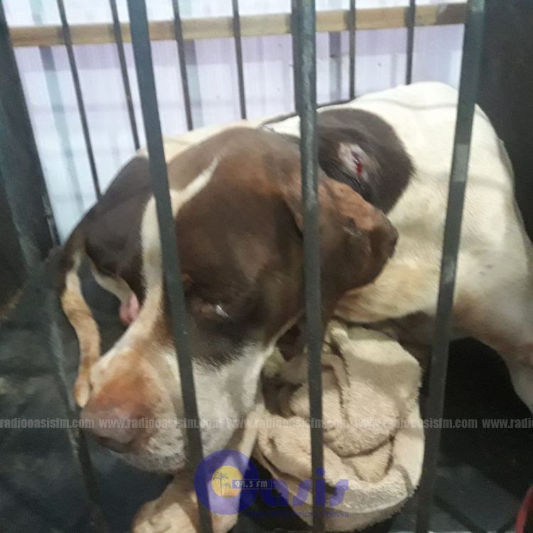 Criminal: Un hombre hirió de un disparo de arma de fuego a un perro en Pedro Juan
