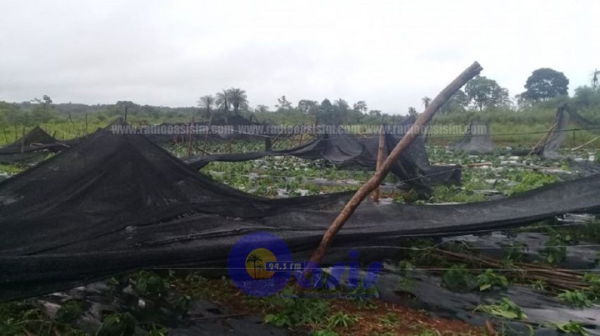 Tormenta destruyó cultivos en Coronel Oviedo