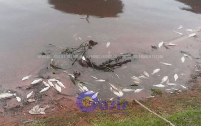 Mortandad de peces ocurrió por falta de oxígeno
