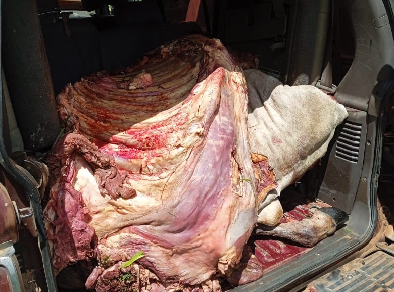 Fortuna Guazú: Aprehenden por abigeo a dos sujetos