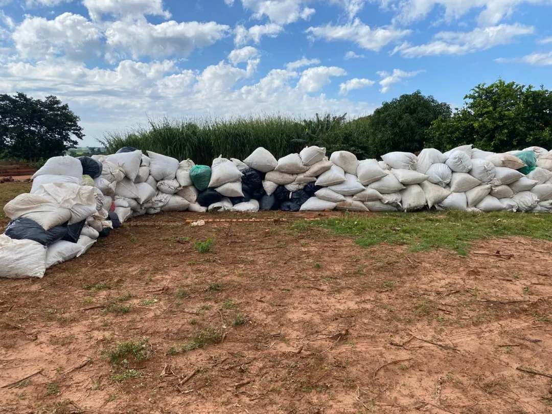 Incautan y destruyen más de 17 toneladas de marihuana en Capitán Bado