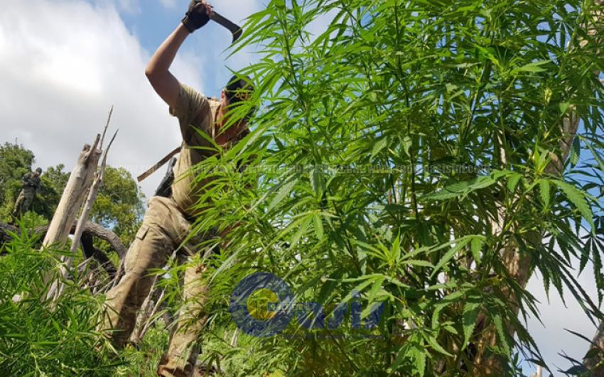 Anulan más de 300 toneladas de marihuana en Amambay