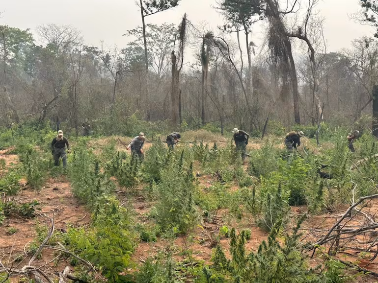 Despliegues contra el narcotráfico sacan de circulación 9 toneladas de marihuana en Bella Vista Norte.
