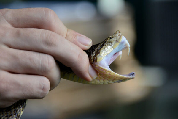 Comunidades indígenas con reporte de mordedura de serpientes