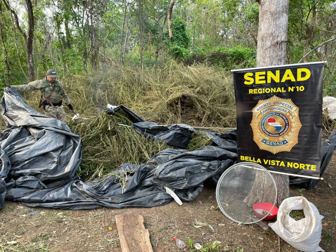 SENAD continúa desbaratando centros de producción de drogas en Bella Vista Norte