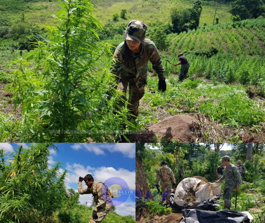 Anulan 327 Mil Kilos de Marihuana valuados en 9,8 Millones de Dólares en Amambay