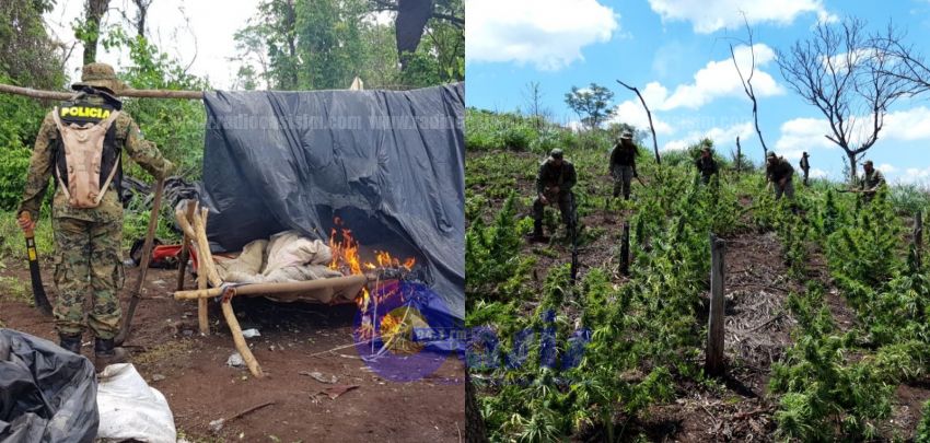 Antinarcóticos de la Policía destruye  12 hectáreas de marihuana en zona de Pedro Juan