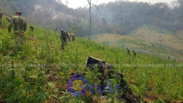 Nueva Alianza anuló más de 477 toneladas de marihuana