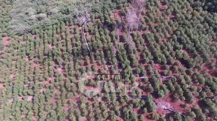 SENAD desarrolla operaciones simultáneas contra la producción de marihuana en Amambay, Canindeyú y Alto Paraná