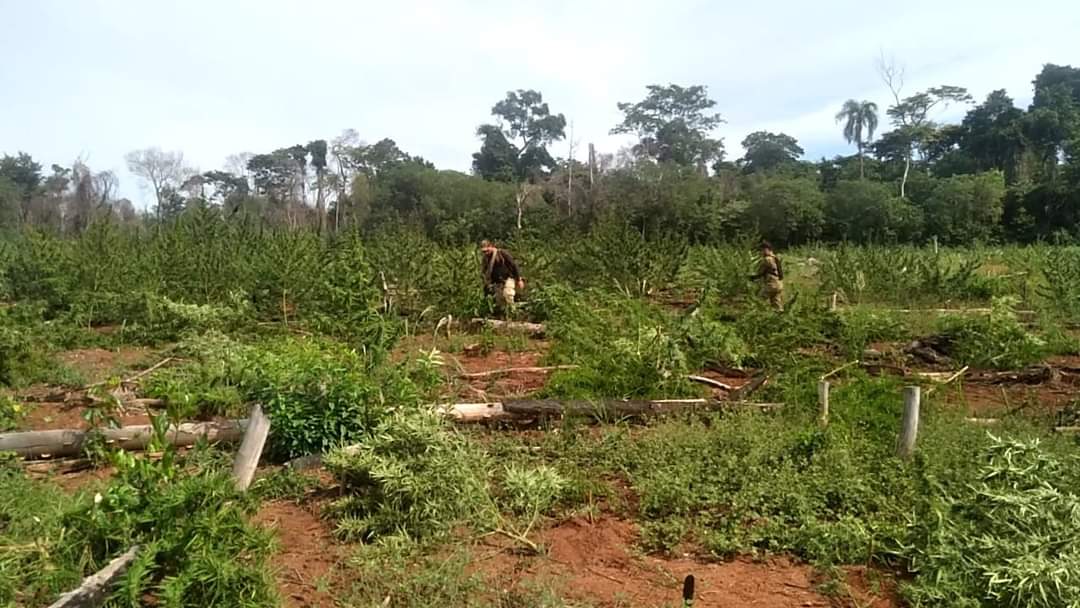 Nueva Alianza 43 llegó a su octavo día con la destrucción de 666 toneladas de marihuana