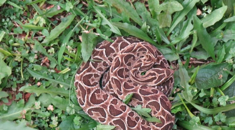 Registran 143 casos de mordeduras de serpientes en lo que va del año