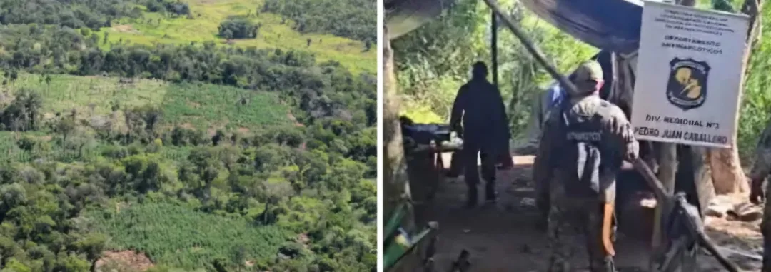 22 Hectáreas de Marihuana es destruida en Bella Vista Norte