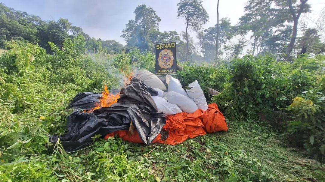 SENAD desmantela campamentos y anula 20 toneladas de marihuana en Amambay