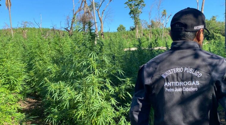 Destruyen toneladas de marihuana en Amambay