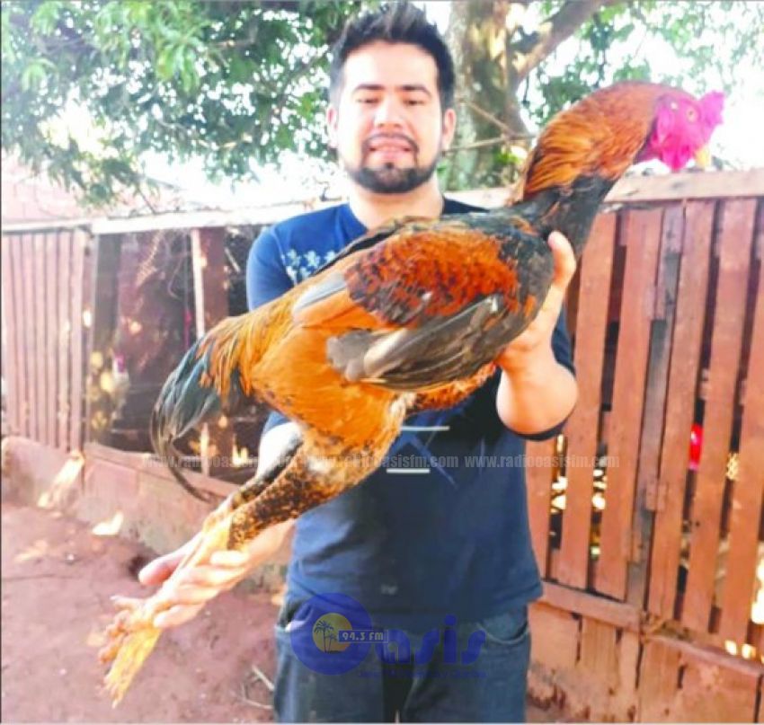 El gallo norteño que cuesta G. 5 millones