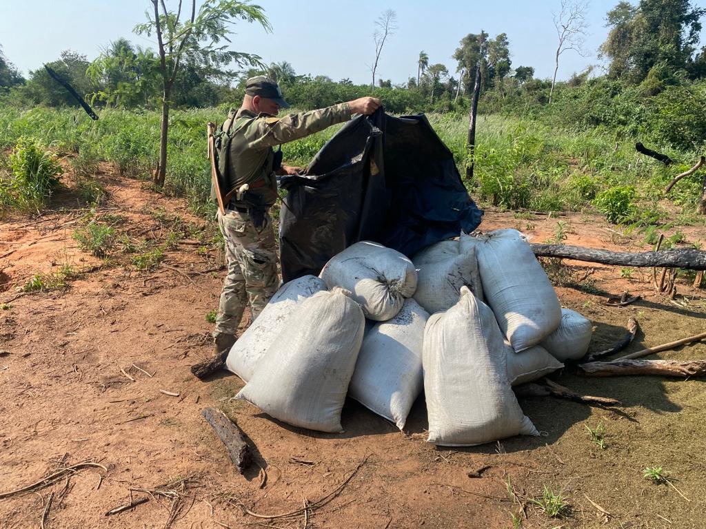 SENAD destruyó más de tres toneladas de marihuana