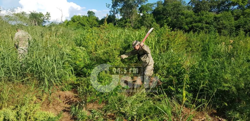 Senad elimina plantaciones de marihuana en Bella Vista Norte