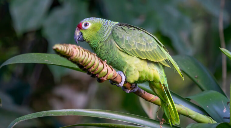 Condenan a cadena perpetua a hombre por asesinato gracias al testimonio de un loro
