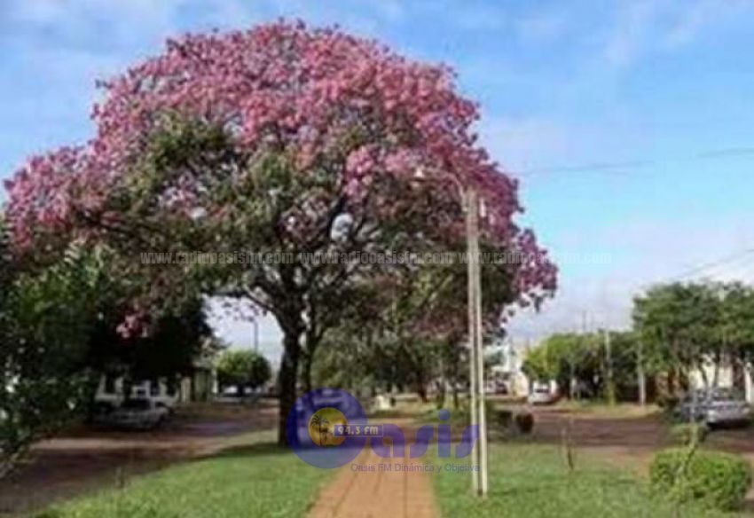 Adelantan un día caluroso y con mucha humedad