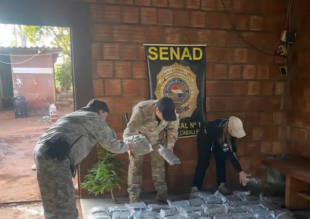 Operativo en Cerro 21: decomisan más de 700 kilos de marihuana y se destruye plantación